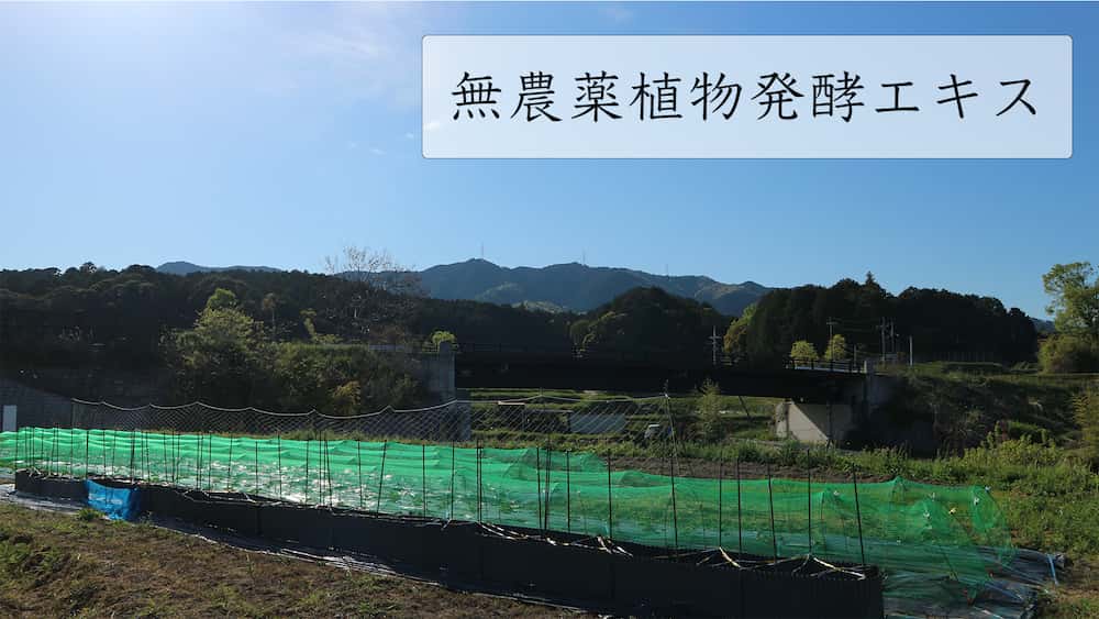 無農薬植物発酵エキスの畑
