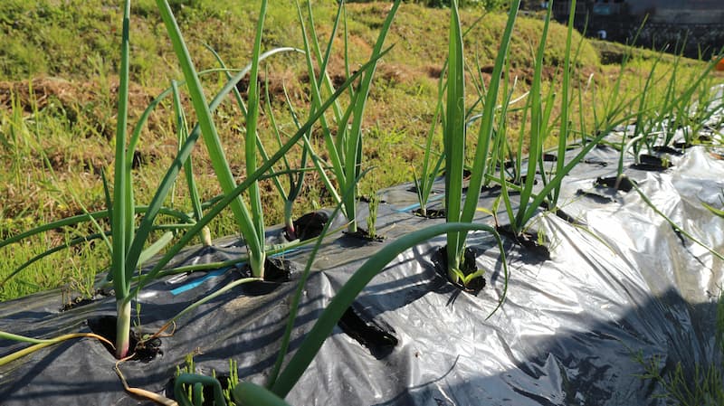 発酵エキスの野菜ネギの畑